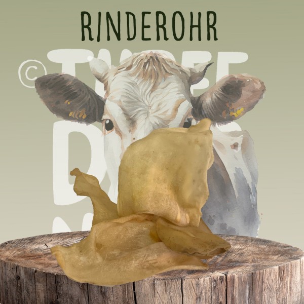 Rinderohr